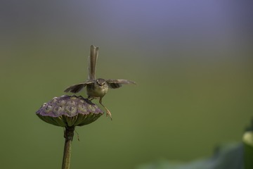 60525