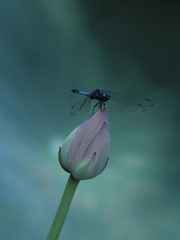 IMG_0301.JPG