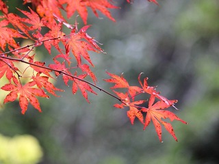 IMG_0100-1.JPG