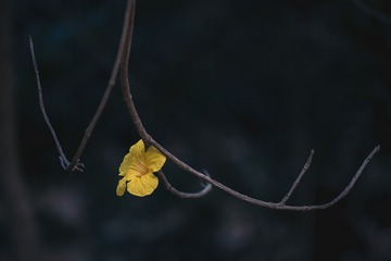 11821