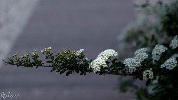 C3BFB251-BD04-47DB-9251-DD3A8A2F38FF/L0/001