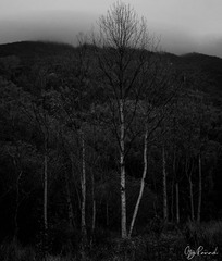 E47BA698-E444-4485-A3DF-008D08A8AAED/L0/001