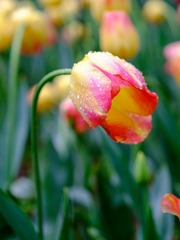4C8C2937-5F55-4465-829B-9596F0E927D0/L0/001