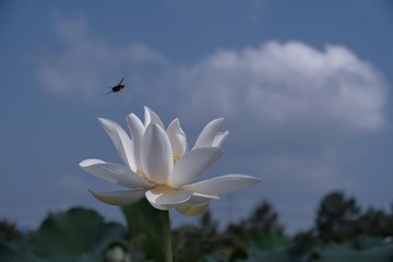 3BAAE7B6-A8EC-40F4-9EF1-8C9D5C4D7AC6/L0/001