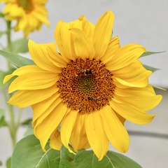 2C315893-B75A-4CBF-B53F-092A8208CA83/L0/001
