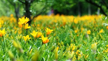 黄花