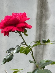 F9567372-211C-4611-84AE-FE1D34687FC1/L0/001