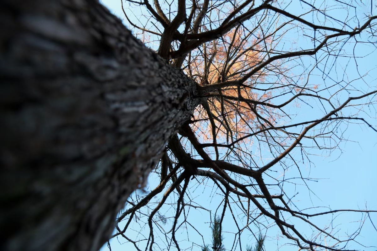 一棵枯枝败叶树