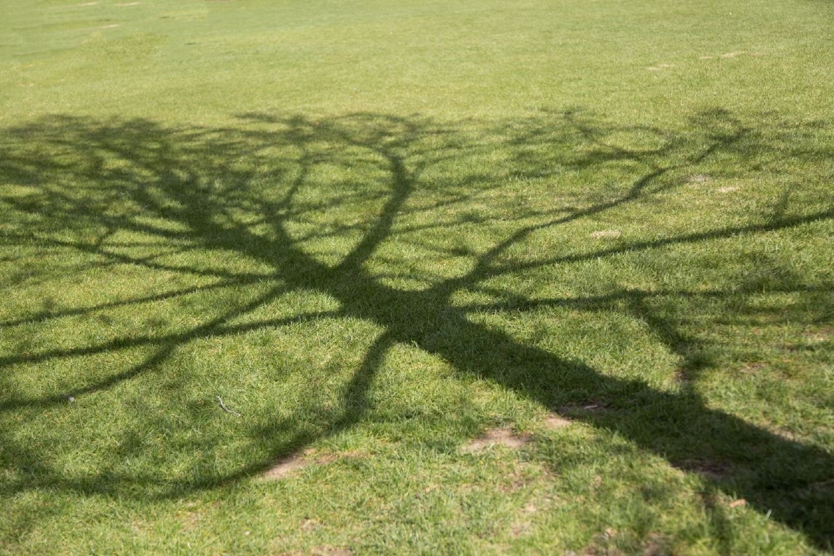 夏日草地树影婆娑