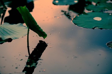 DSC_0735.jpg