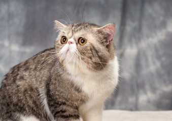 48149