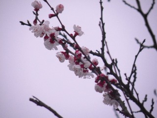 B78FA3C4-9120-46E5-B097-A7083C8F424B/L0/001
