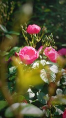 6A4D867F-C9BE-43F2-9B95-5B91D7052CEB/L0/001