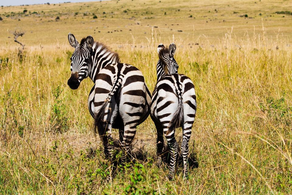 The Back of Africa@ Maasai Mara National Reserve Kenya<br />
斑马身上的线条真美@ Maasai Mara National Reserve Kenya