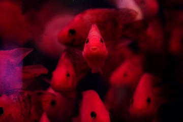 93B8D59A-D0CC-47C3-8778-C0382D594462/L0/001