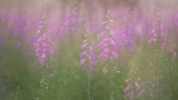 4A8FA2EF-D3BD-4835-B495-596966A99031/L0/001