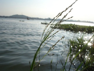 岸边小草