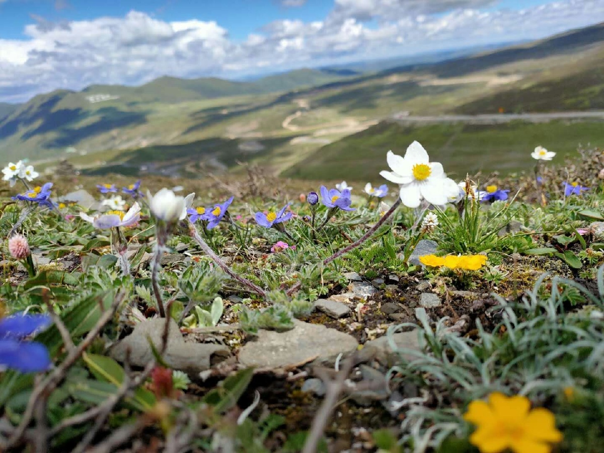 高原上的野花