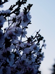 FA9F7438-CA50-4289-8623-A891CA92758B/L0/001