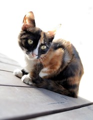 猫咪
