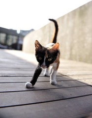 猫咪1