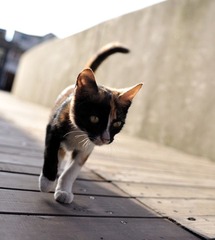 猫咪3