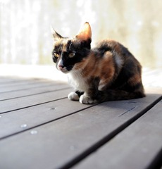 猫咪4