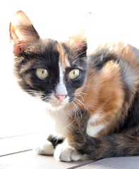 猫咪头像