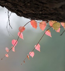 红叶1