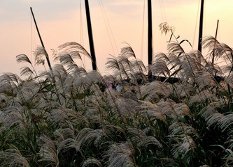 芦苇和帆船