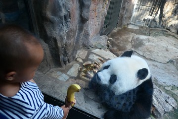 采花盗