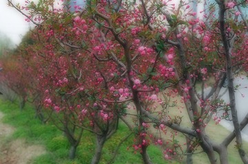 后期