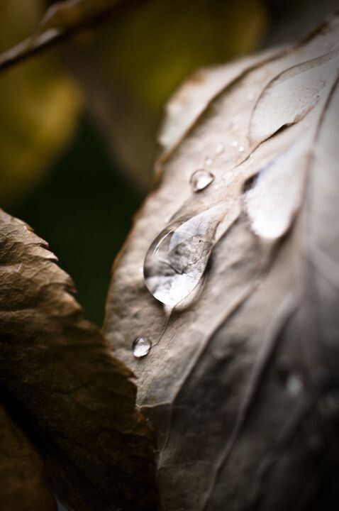 雨后小品<br />
门前枯叶