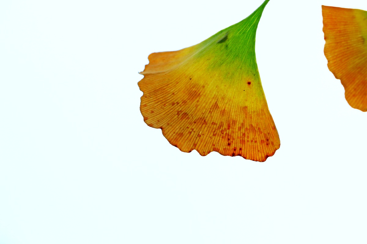 秋至色彩风光    打开微信,使用"扫一扫"即可将网页分享之朋友圈 转发