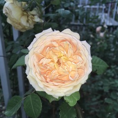 8B0CF265-E1D3-481A-9670-E5BAE7F4FA8C/L0/001