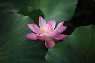 清水芙蓉