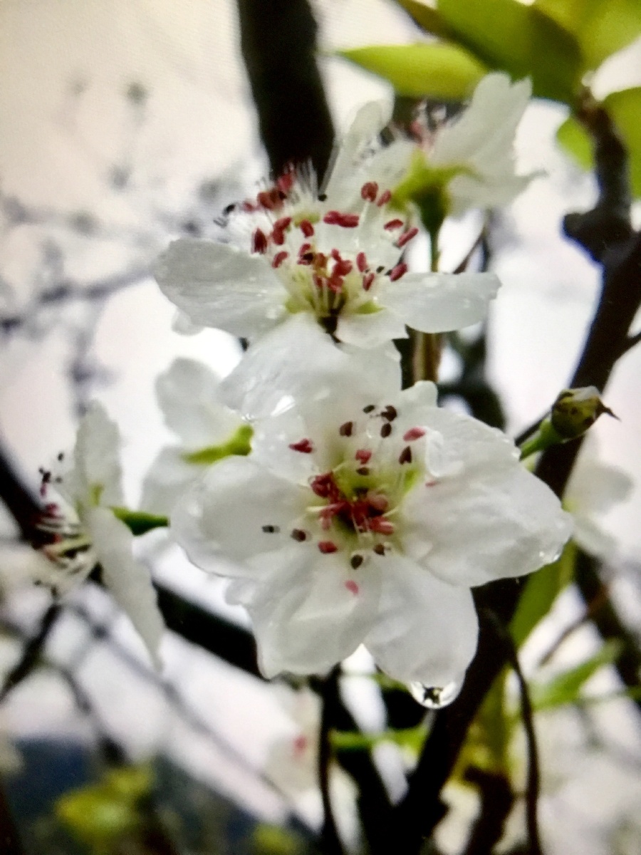 雨中梨花