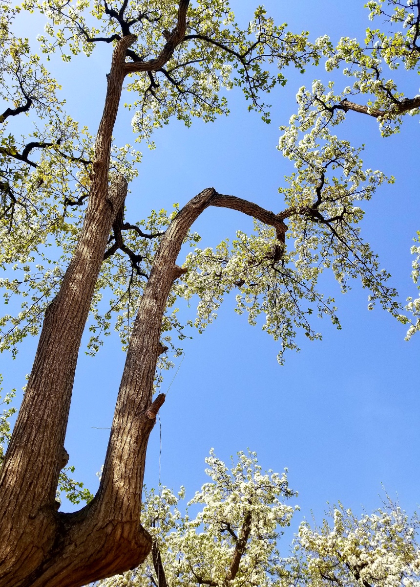 一树梨花 - 柠檬shining - 图虫网 - 优质摄影师交流社区