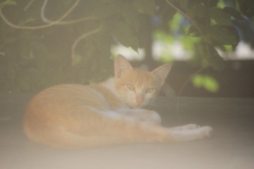 早上睡觉被打扰的猫