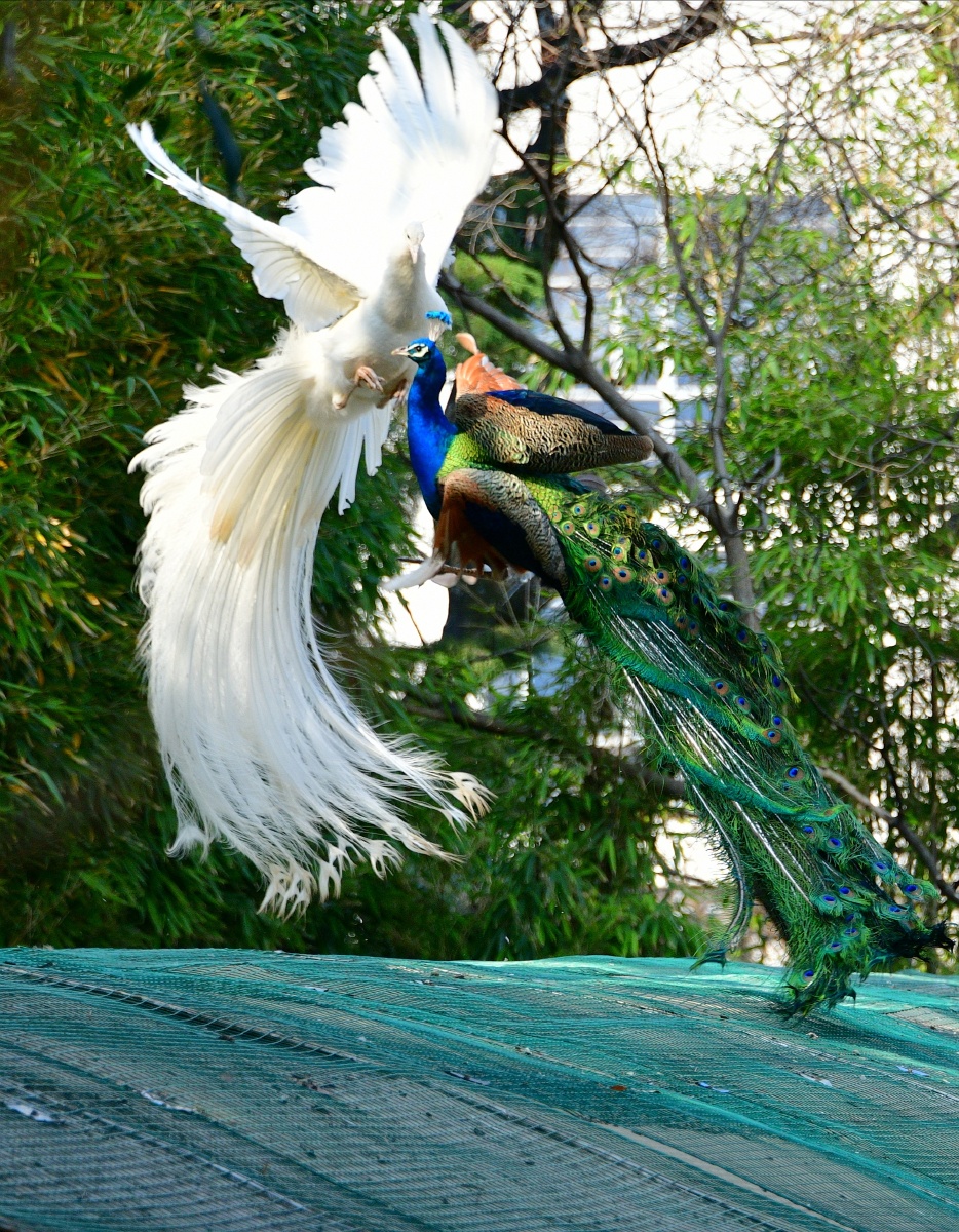 春拍鸟类争斗中的白孔雀与蓝孔雀