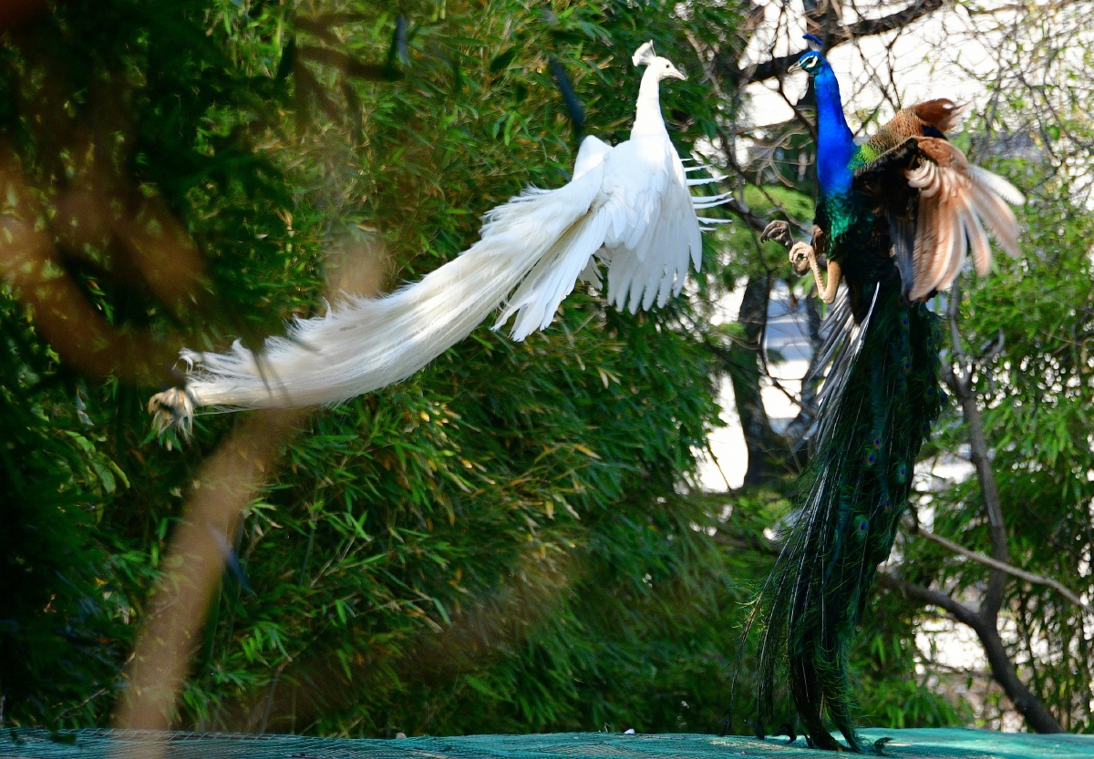春拍鸟类争斗中的白孔雀与蓝孔雀