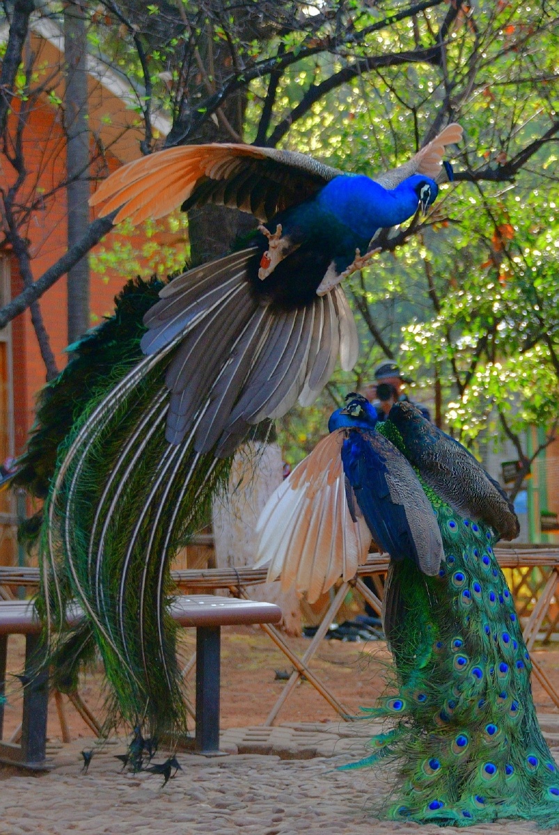 2022春天大鸟:蓝白孔雀共舞 - 小鹰影像 - 图虫