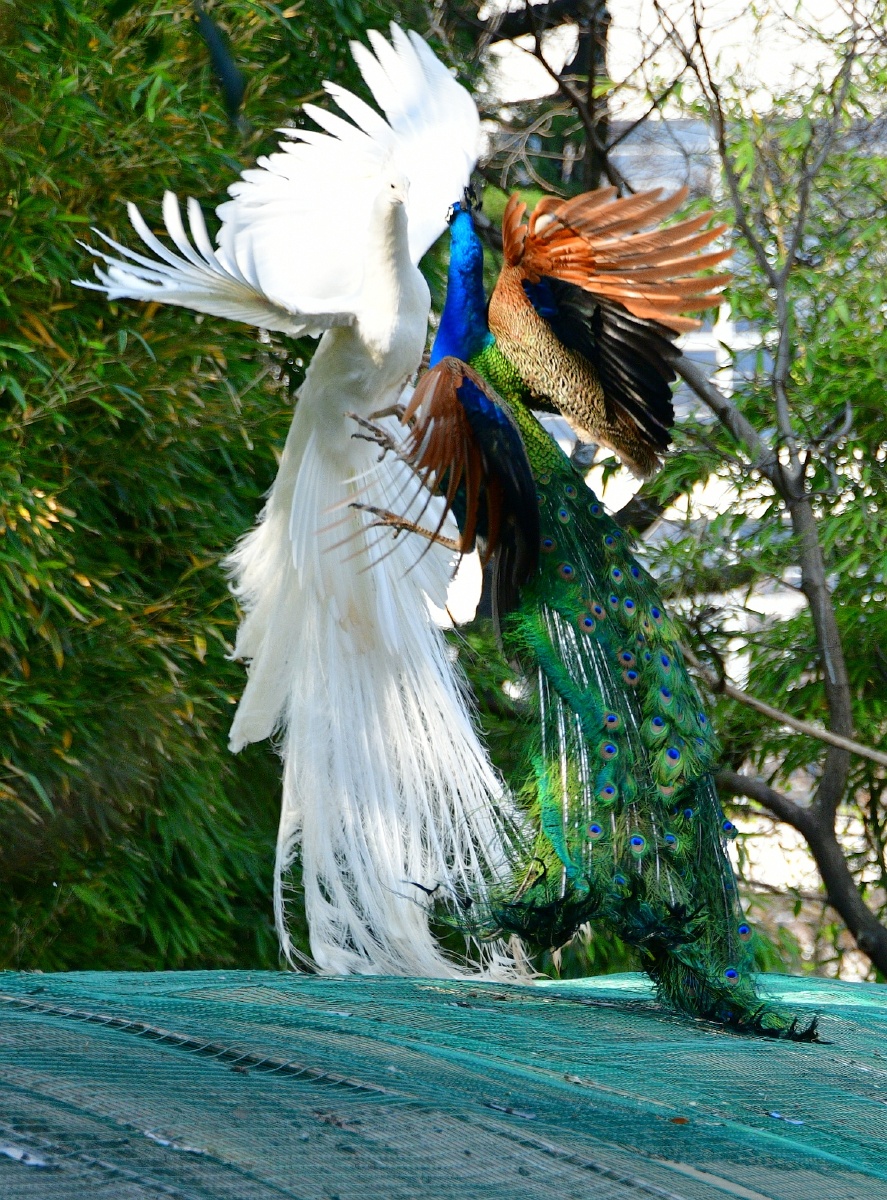 春拍鸟类争斗中的白孔雀与蓝孔雀