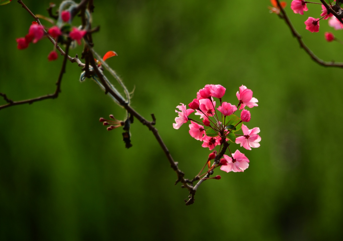 春暖花开阳春三月正当垂丝海棠花盛开时