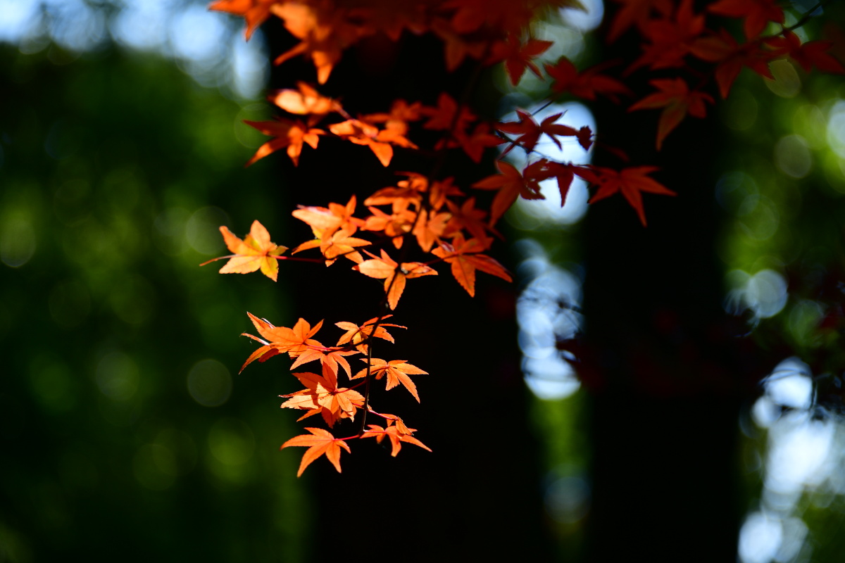 2021立冬红叶秋已去风景依在
