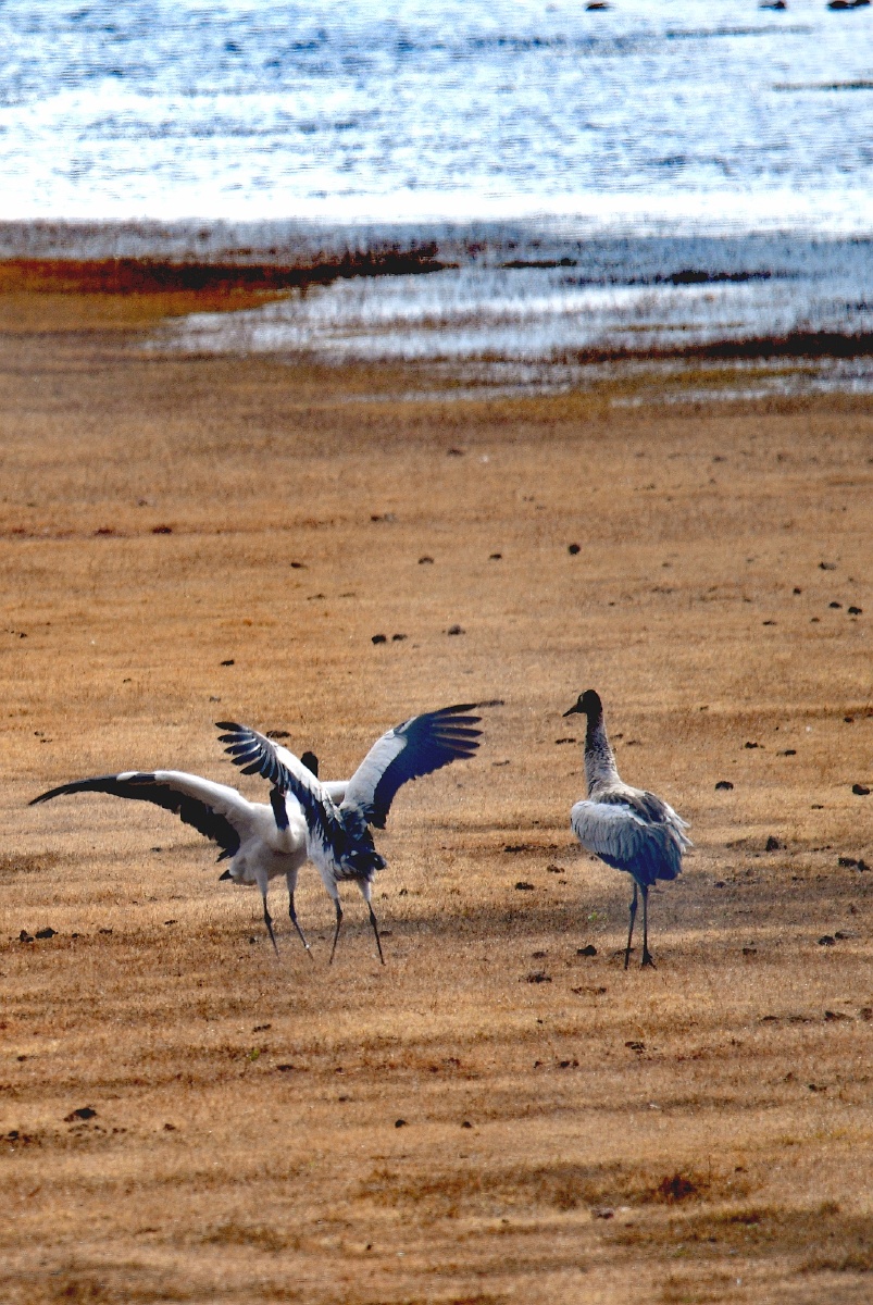 冬天念湖鹤舞黑颈鹤