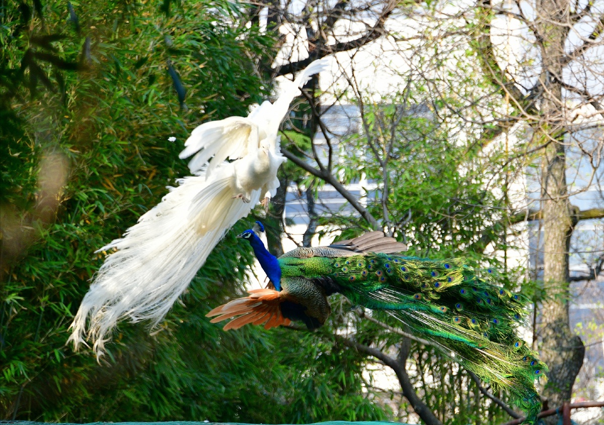 春拍鸟类争斗中的白孔雀与蓝孔雀