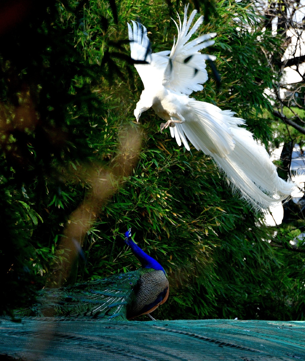 春拍鸟类争斗中的白孔雀与蓝孔雀