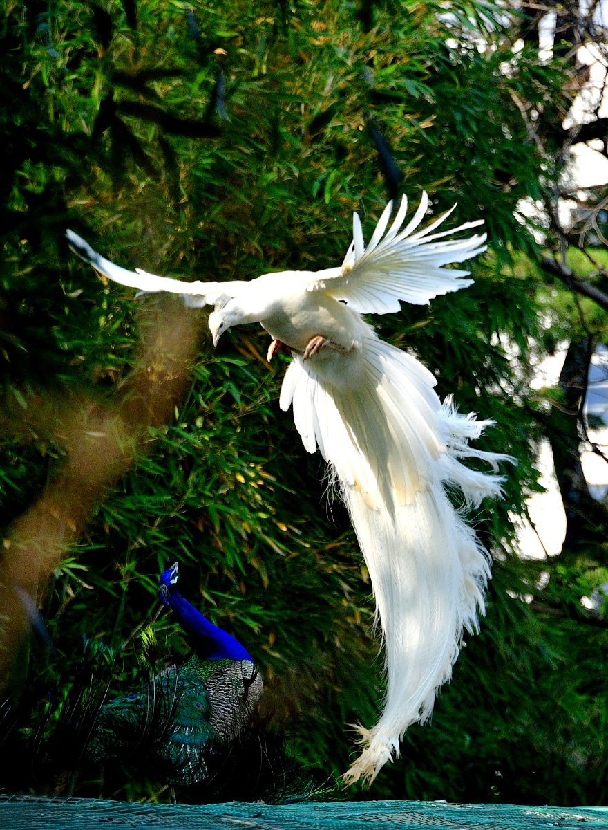 春拍鸟类争斗中的白孔雀与蓝孔雀
