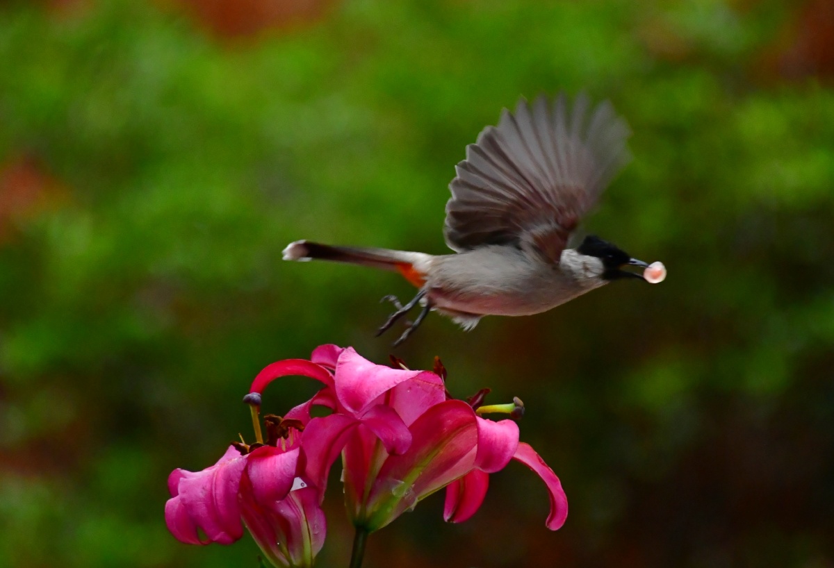 冬拍鸟类小鸟与百合花
